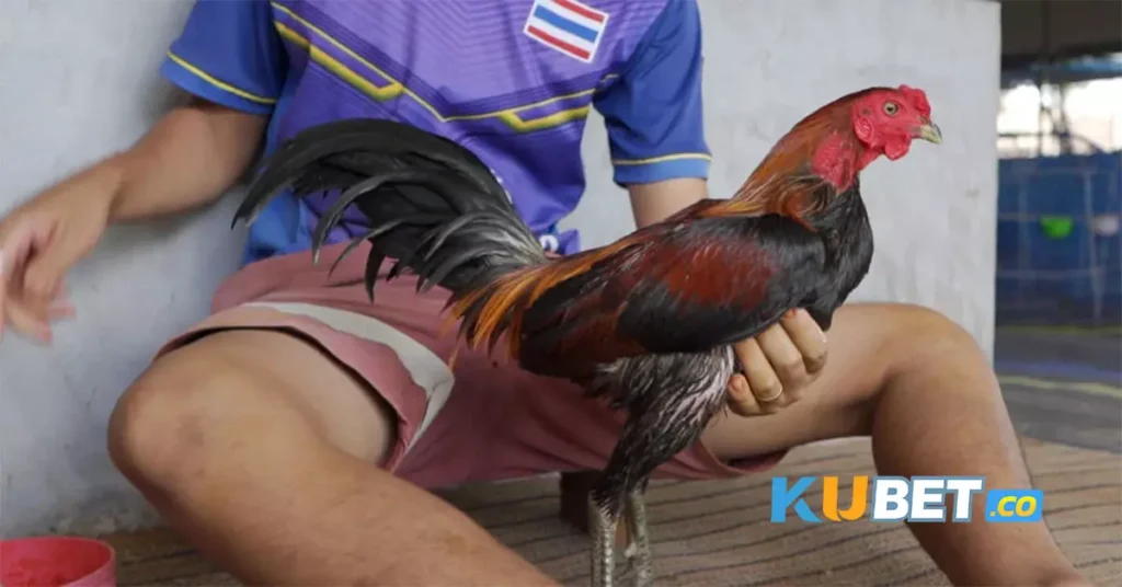 ไก่ชนไทย